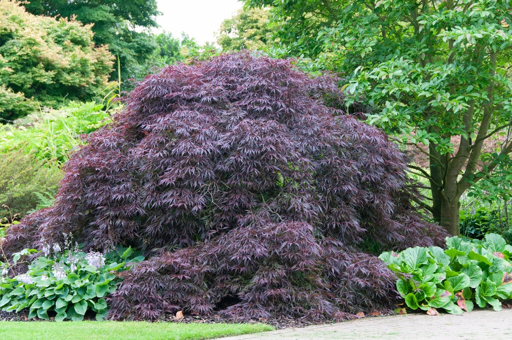 Japanese maple 'Inaba-shidare'