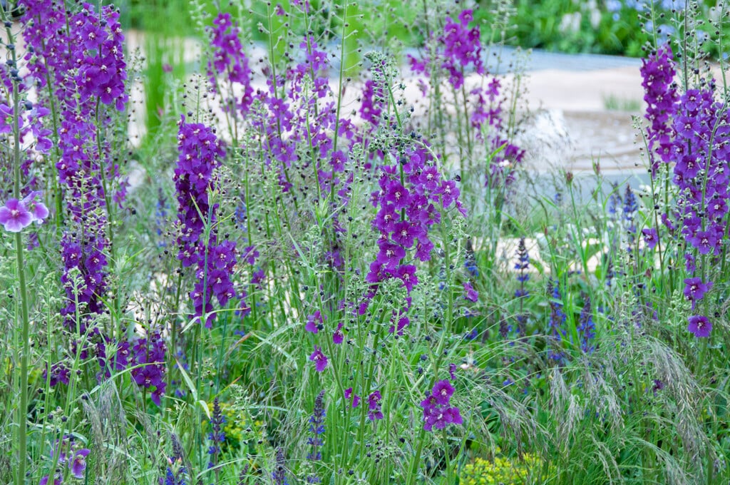 purple mullein 'Violetta'
