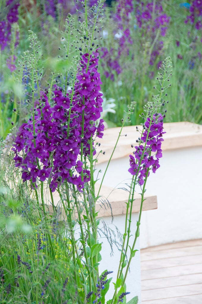 purple mullein 'Violetta'