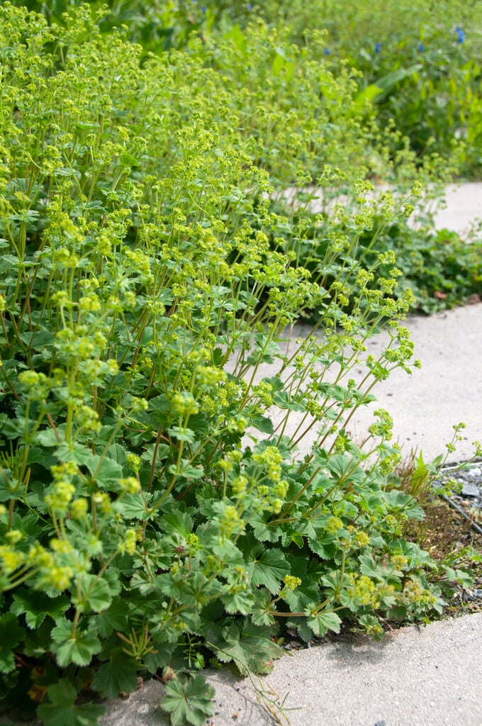 dwarf lady's mantle