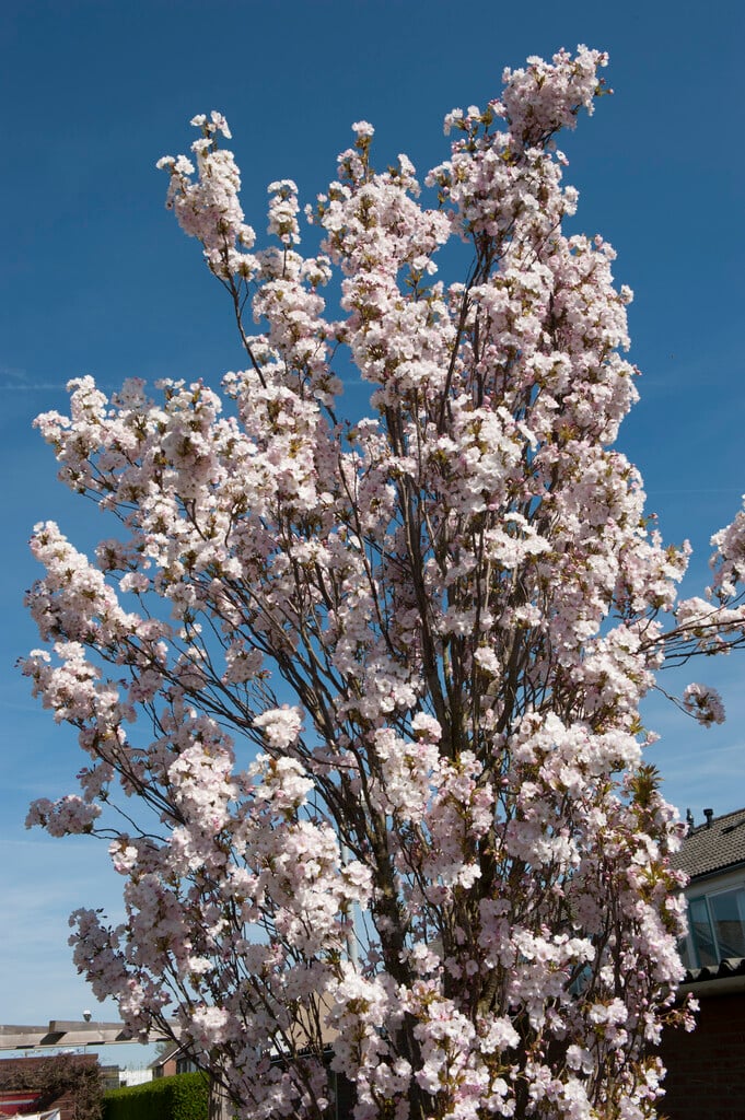 cherry 'Amanogawa'