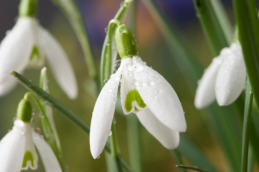 greater snowdrop