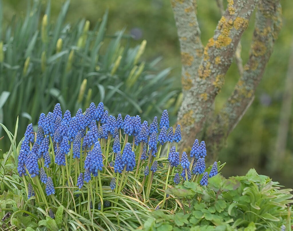 Armenian grape hyacinth