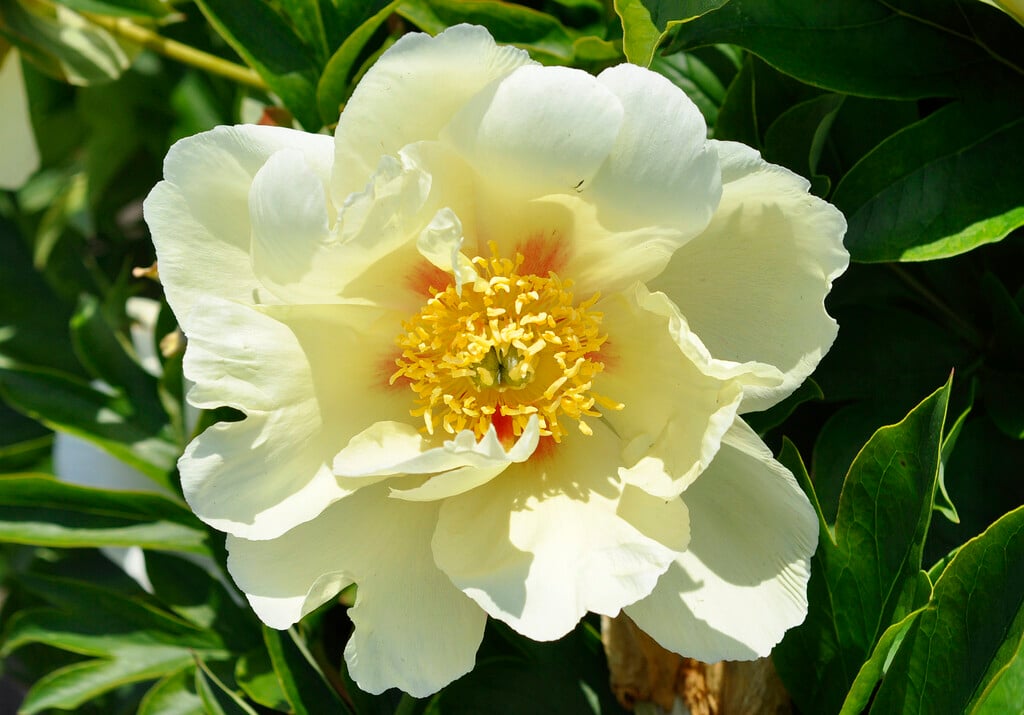 peony 'Viking Full Moon'