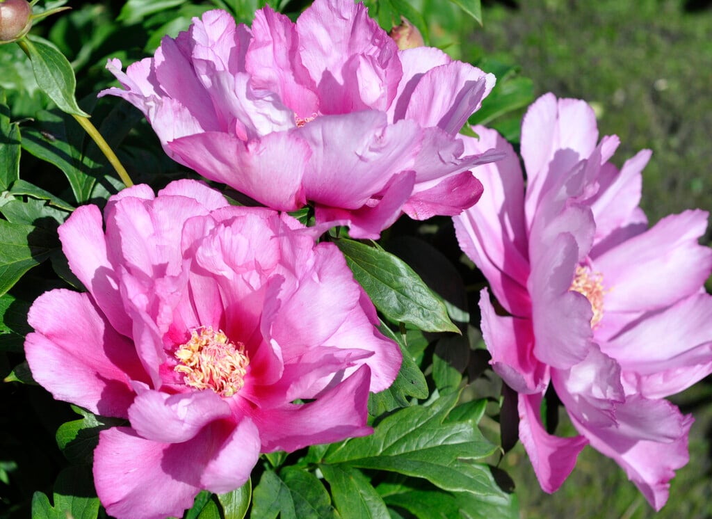 peony 'First Arrival'