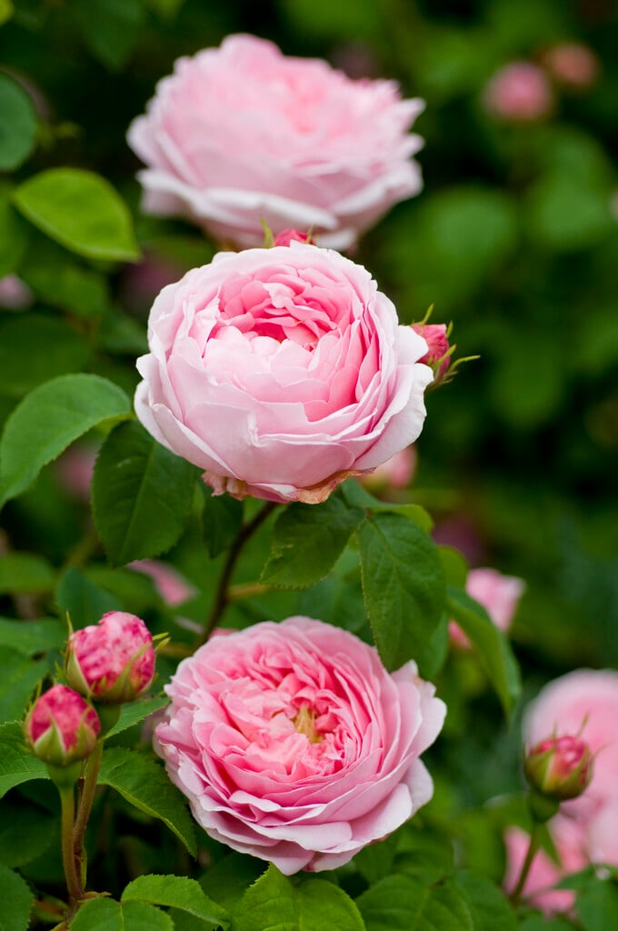 rose 'Constance Spry'