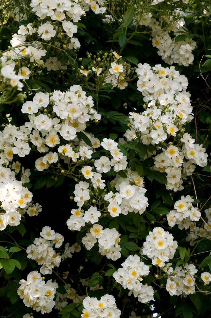 rose 'Rambling Rector'