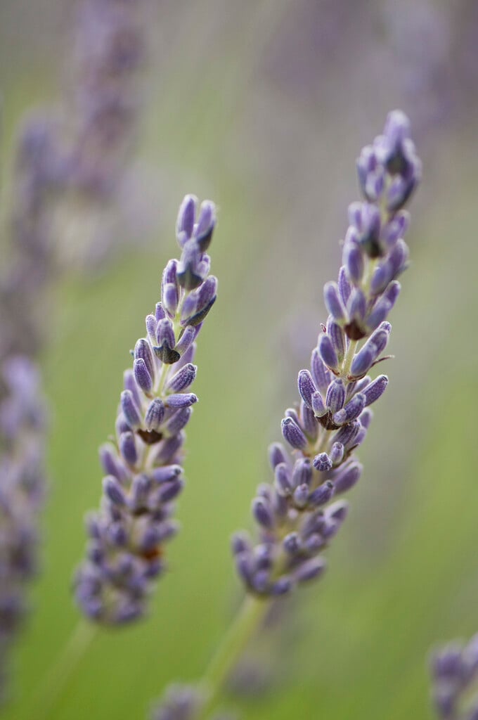 lavender 'Grosso'