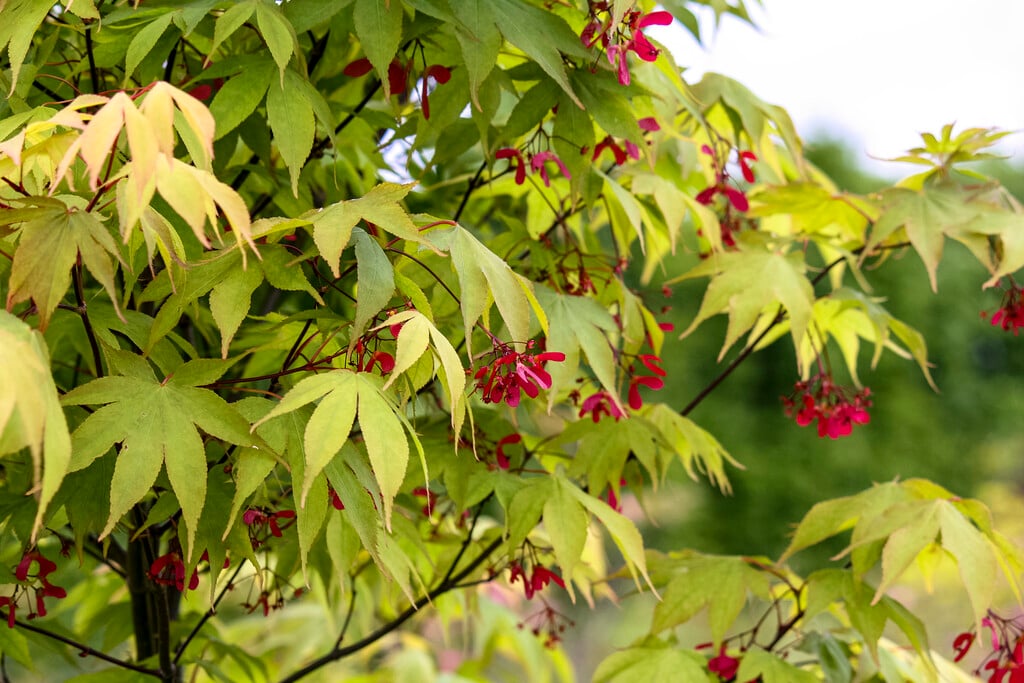 Japanese maple 'Osakazuki'