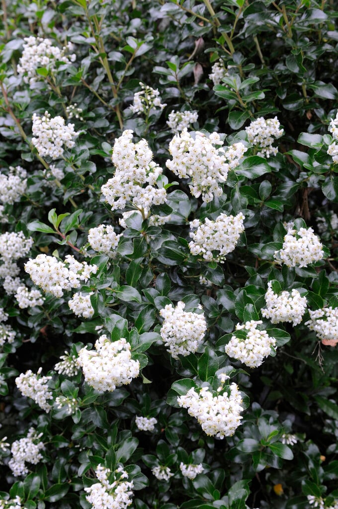 escallonia 'Iveyi'