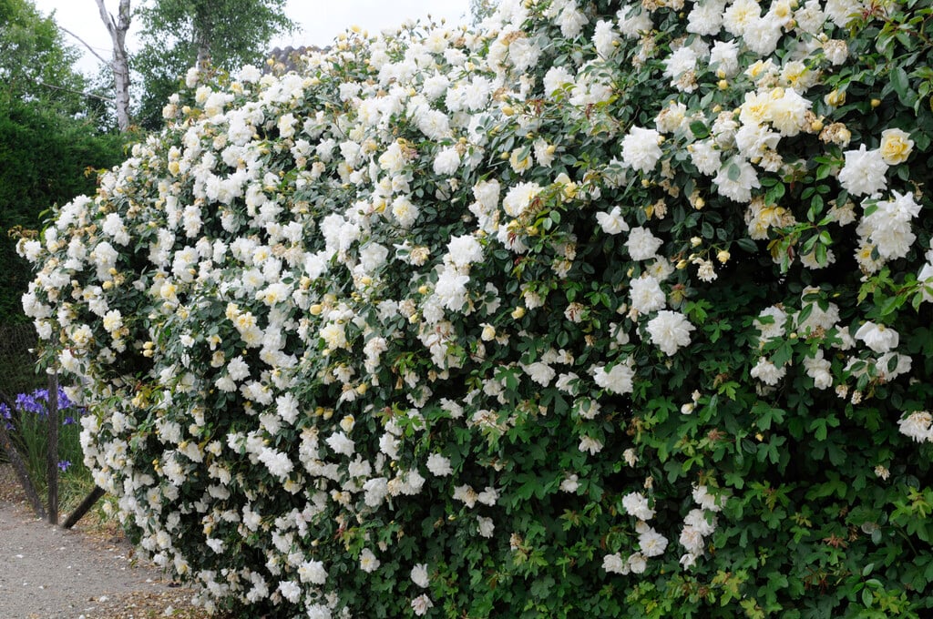 rose 'Albéric Barbier'
