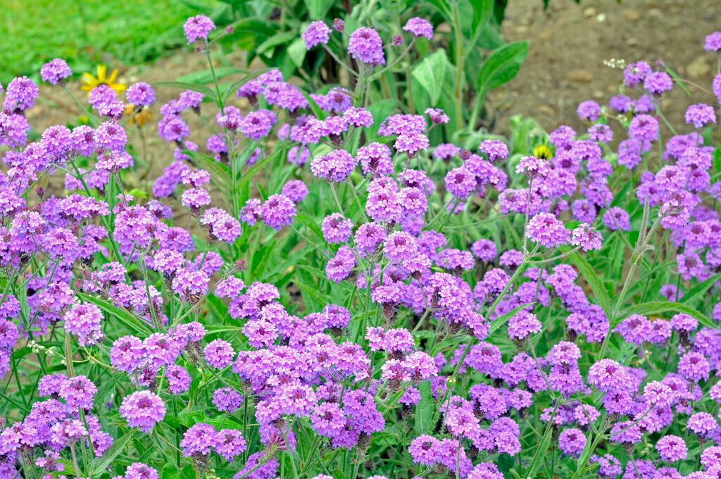slender vervain