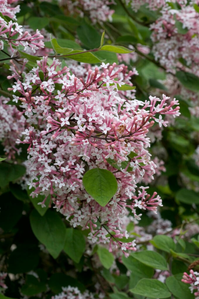 very little leaf lilac