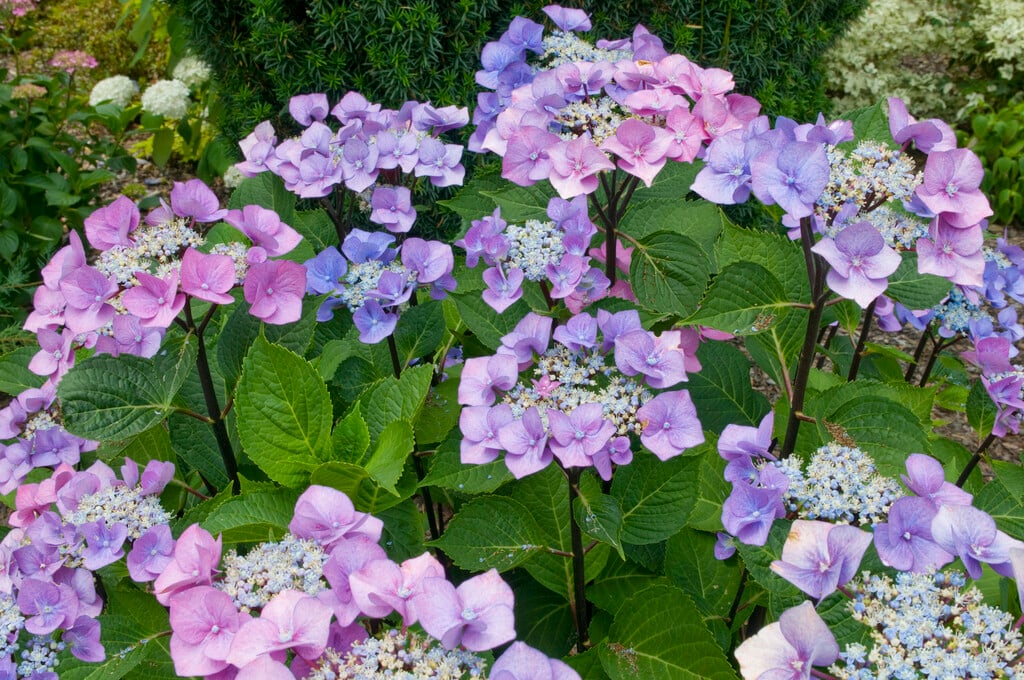 hydrangea 'Zorro'