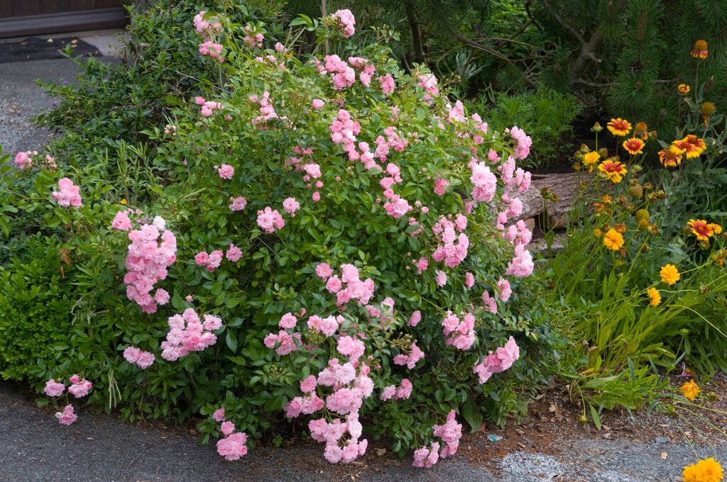 rose 'The Fairy'