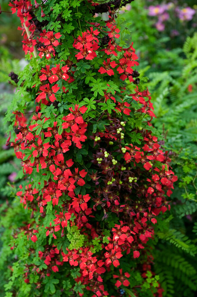 flame nasturtium