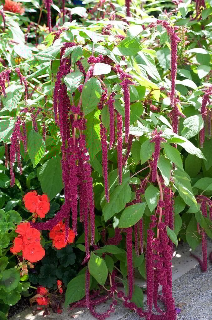love-lies-bleeding