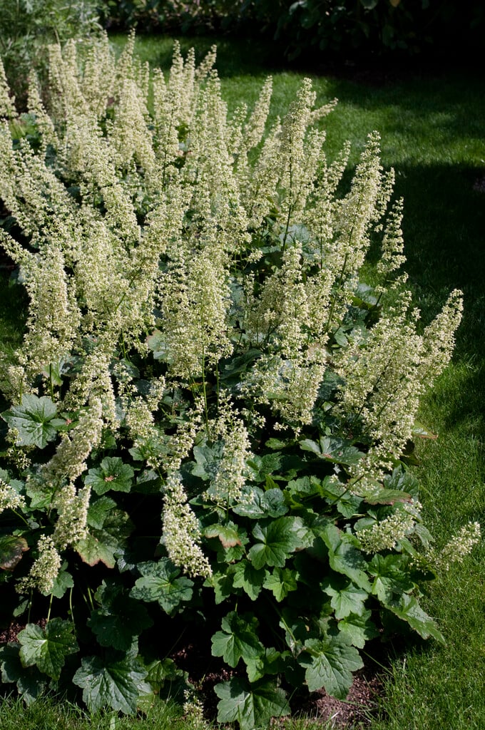 alum root 'Green Spice'