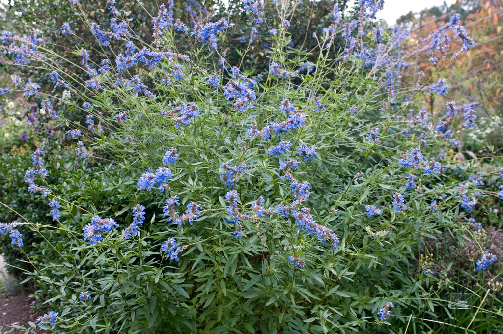bog sage
