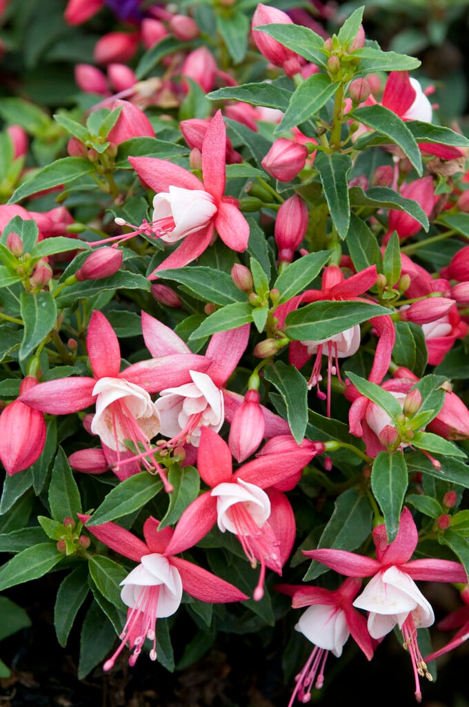 fuchsia 'Lady Thumb'
