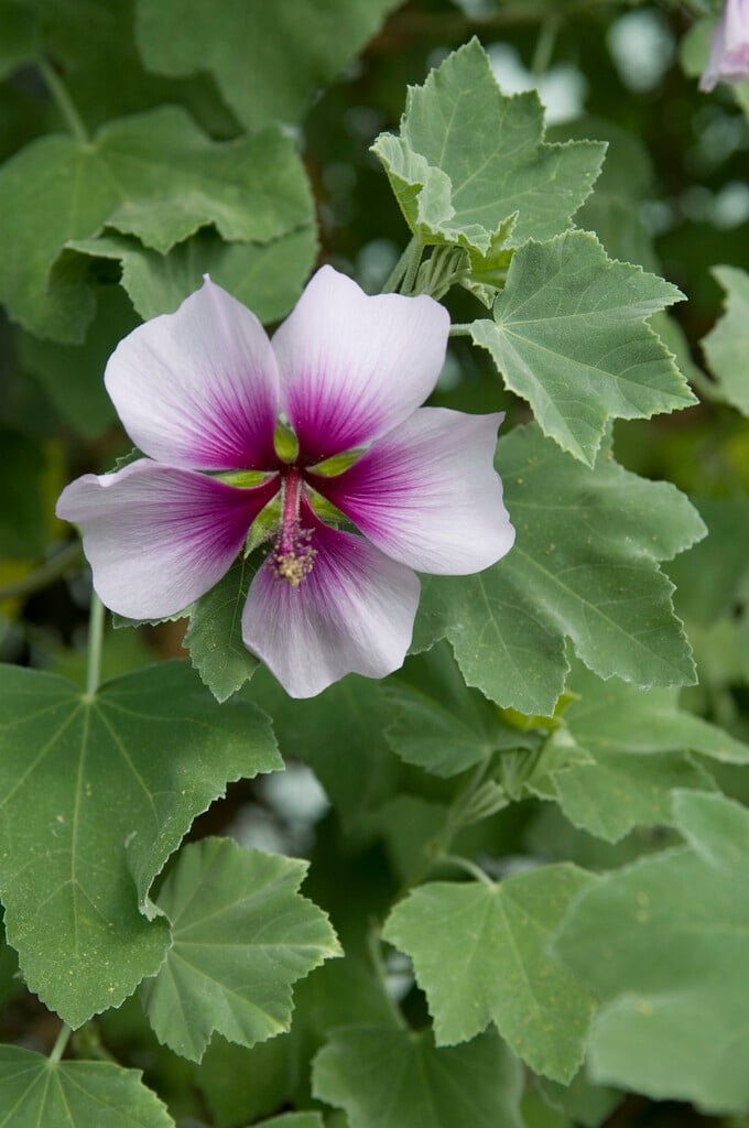 tree mallow