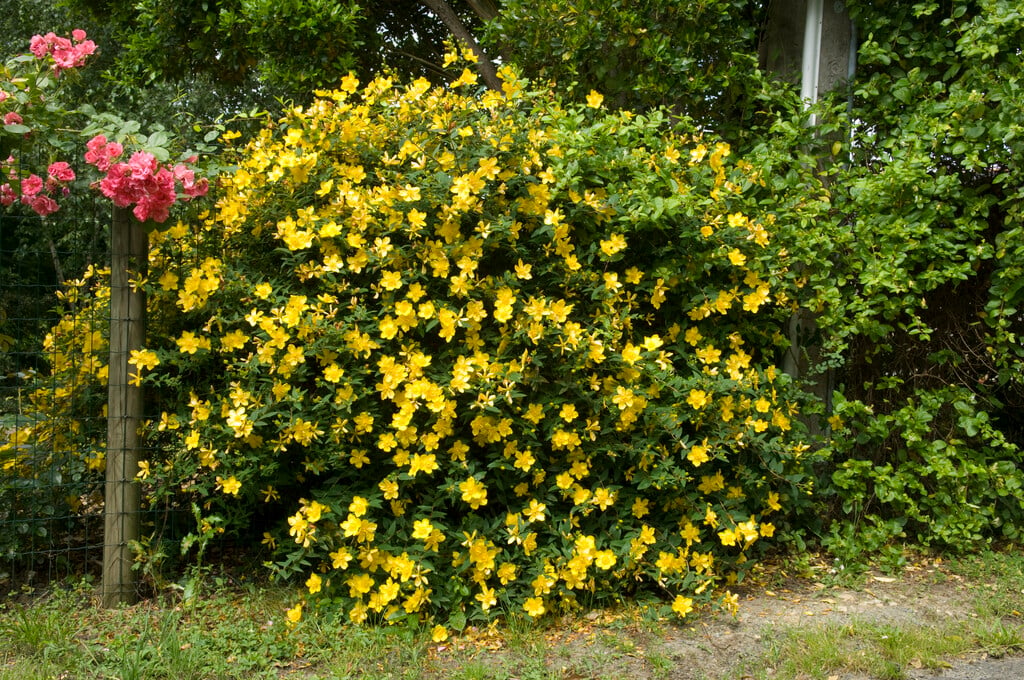St John's wort 'Hidcote'