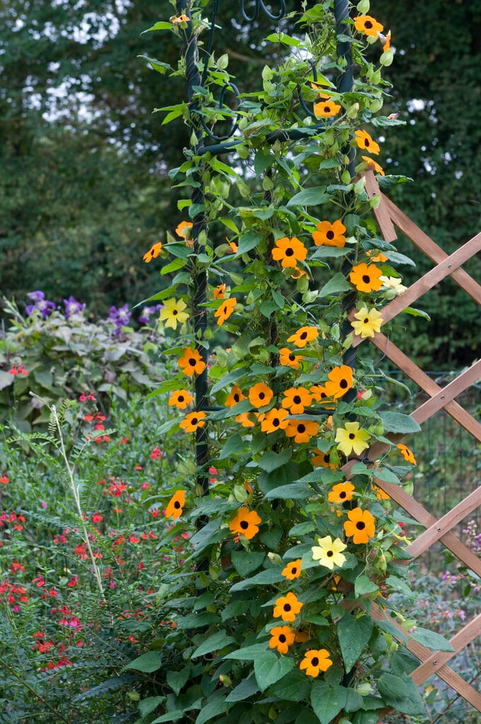 black-eyed Susan