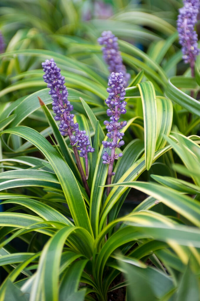 lilyturf 'Variegata'