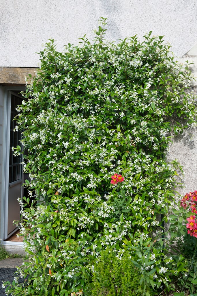 star jasmine