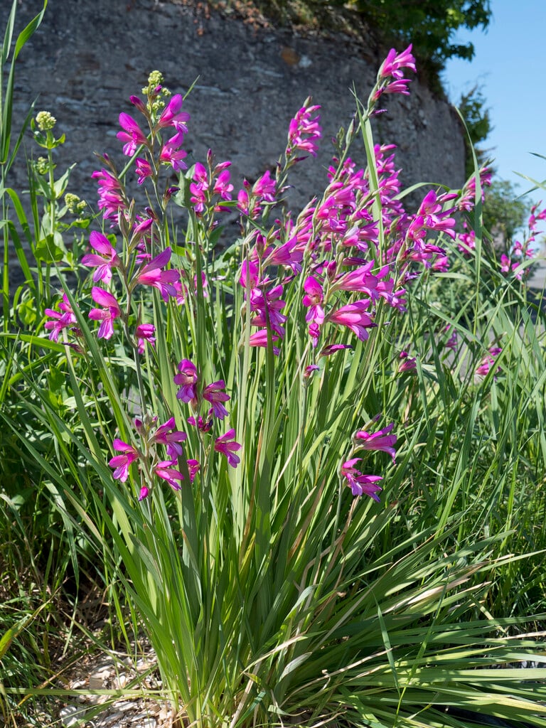 Byzantine gladiolus