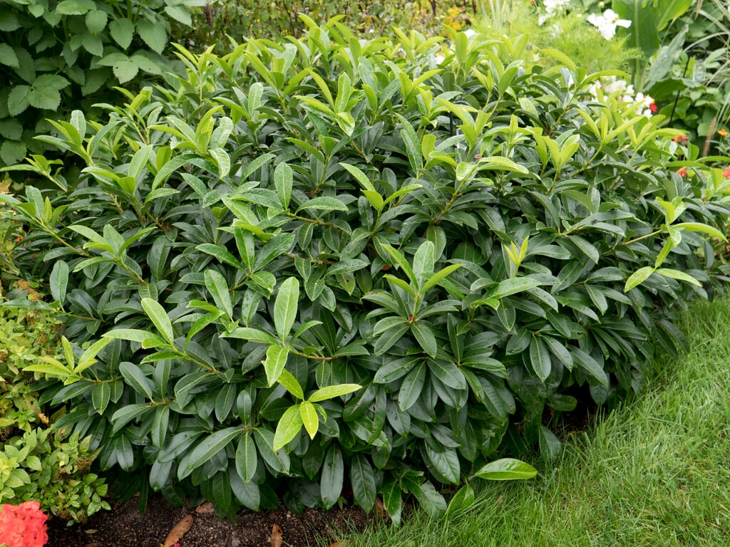 cherry laurel 'Mount Vernon'