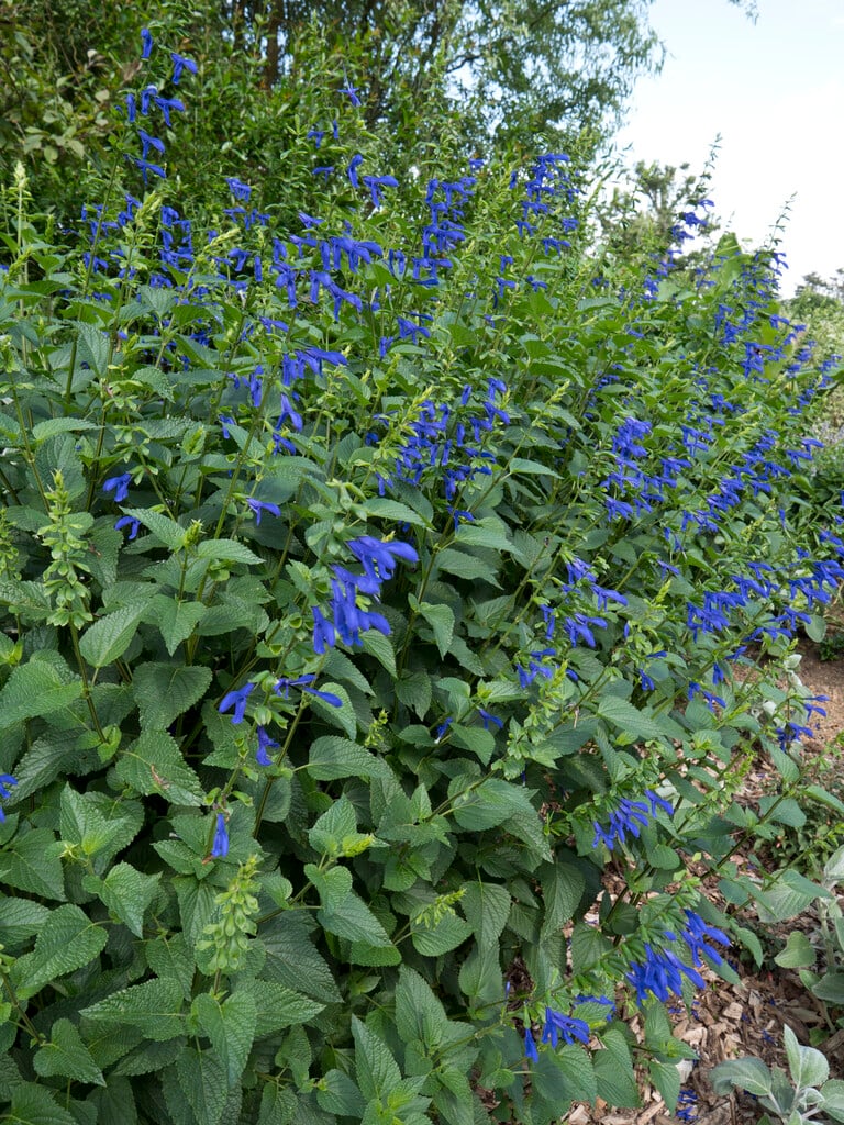 gentian sage