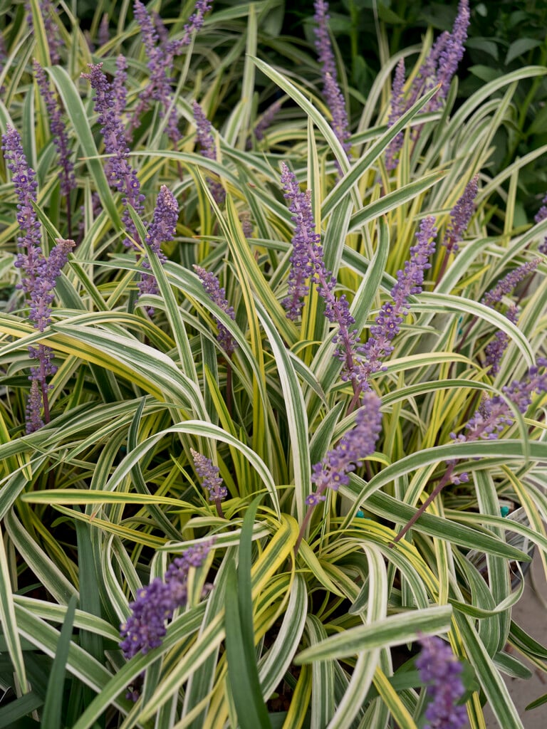 lilyturf 'Variegata'