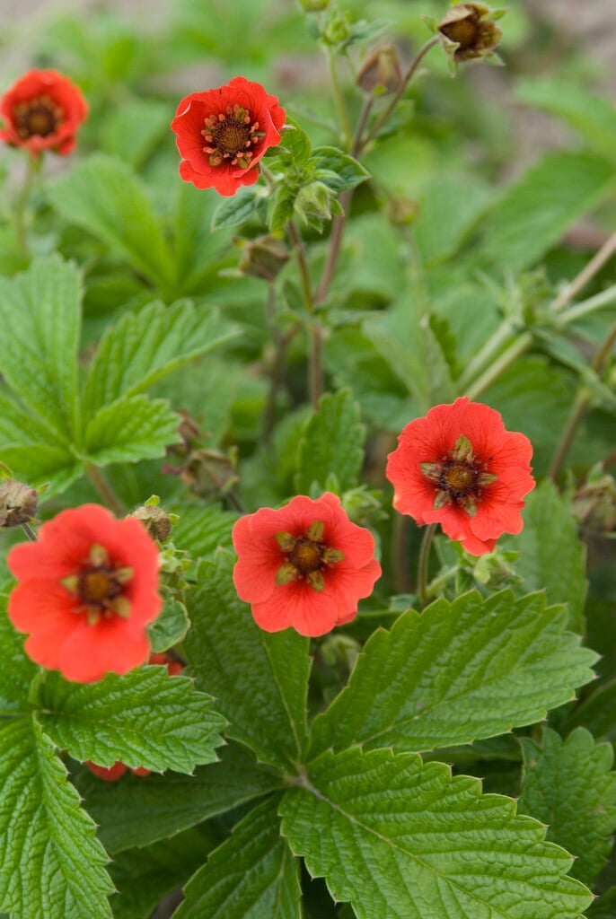 cinquefoil 'Gibson's Scarlet'