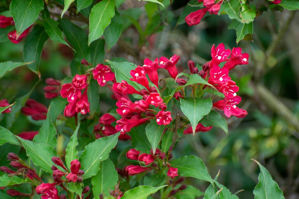 weigela 'Red Prince'