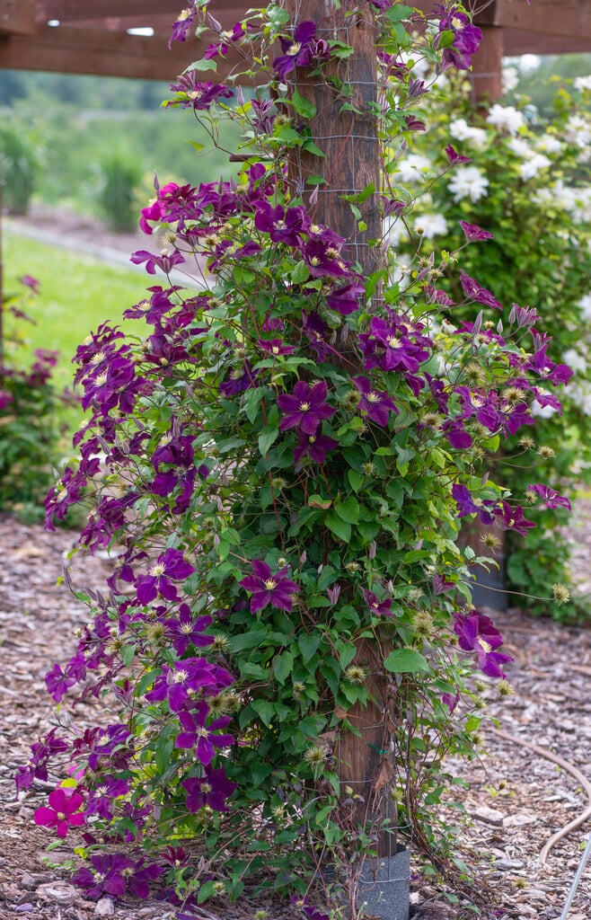 clematis 'Warszawska Nike'