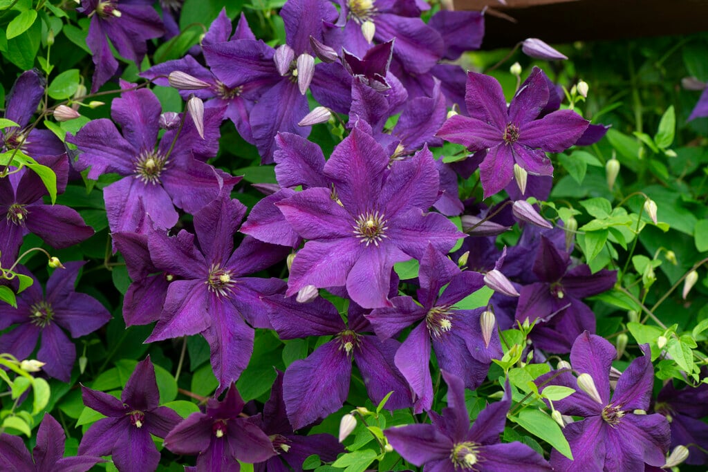 clematis 'Polish Spirit'