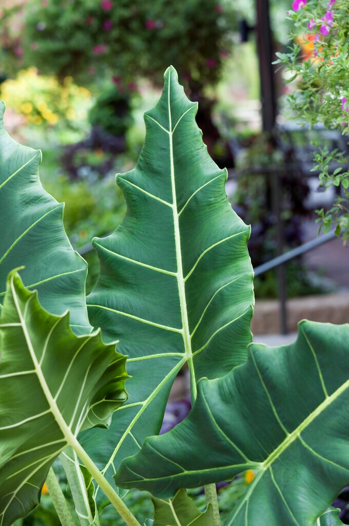 elephant's ear plant 'Sarian'