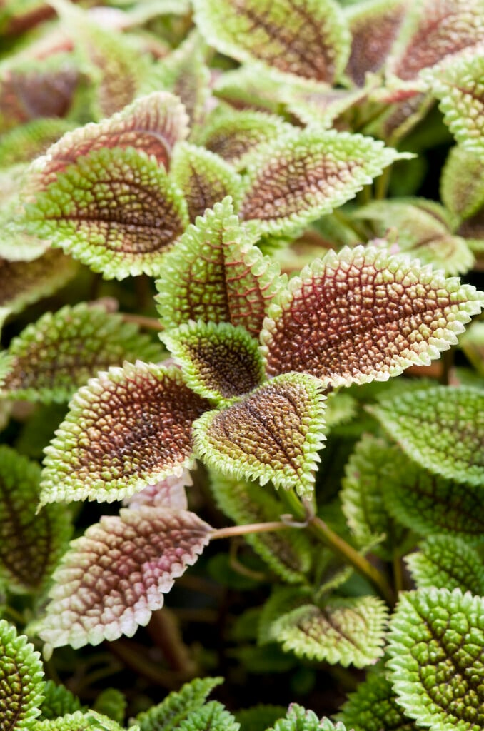 friendship plant 'Moon Valley'