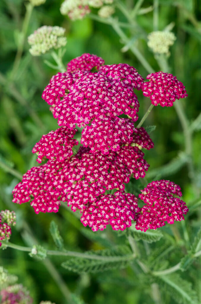 yarrow 'Summerwine'