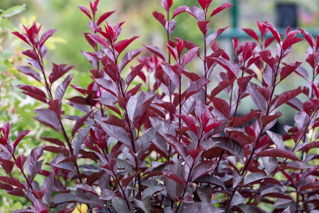 purple-leaf sand cherry