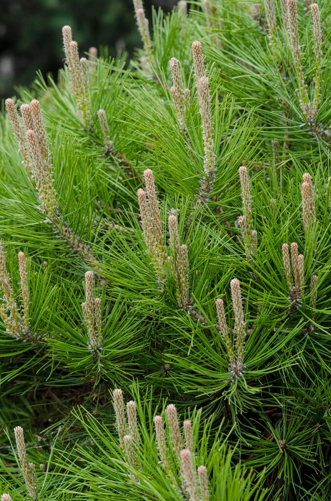 Japanese red pine 'Low Glow'