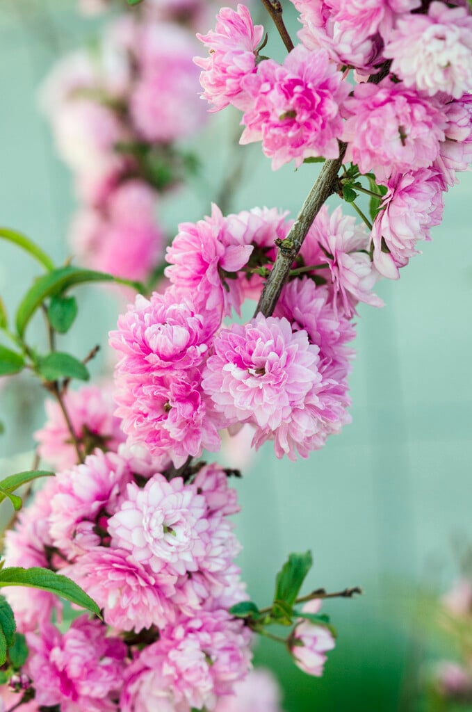dwarf flowering almond