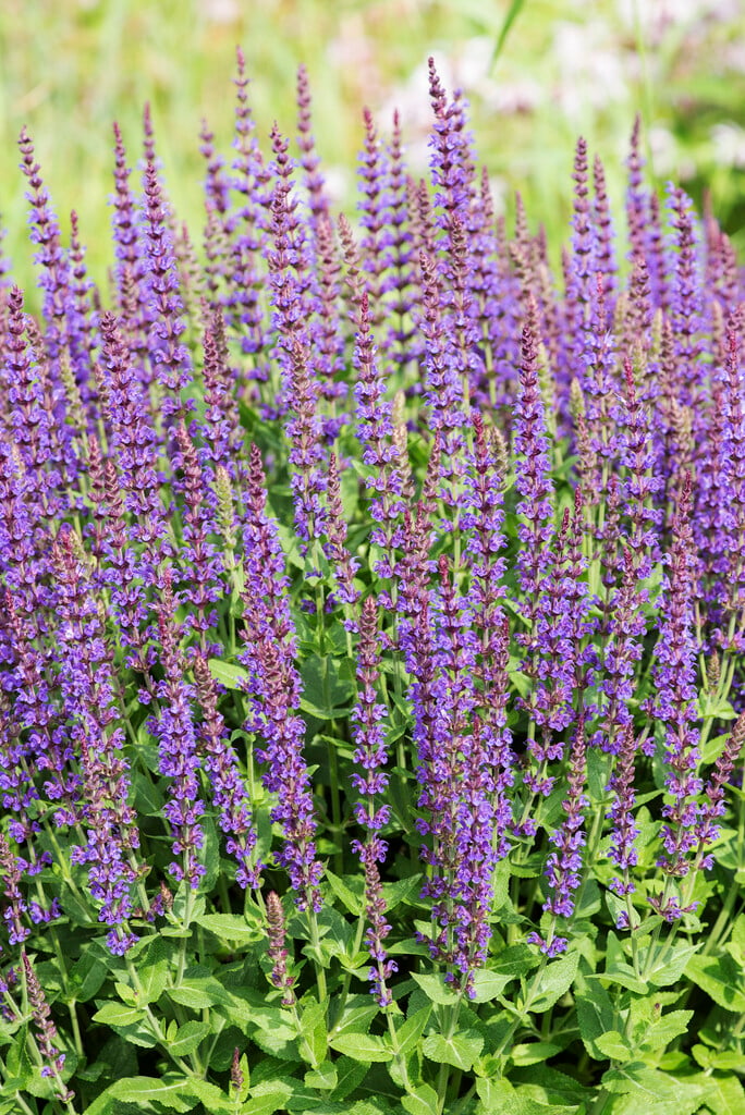 Balkan clary 'Ostfriesland'