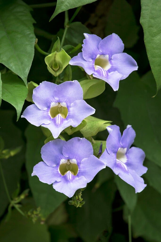 blue trumpet vine