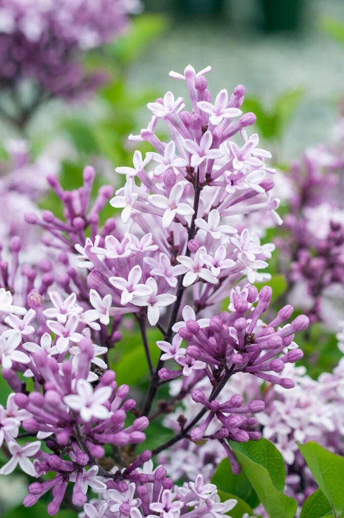 lilac 'Palibin'