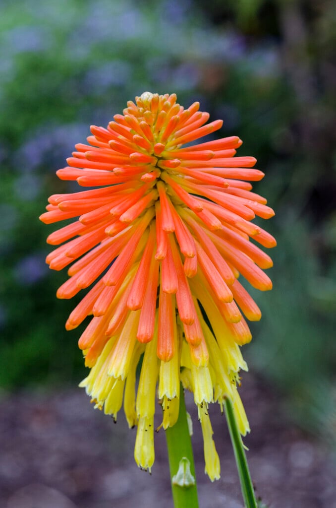 Rooper's red-hot poker
