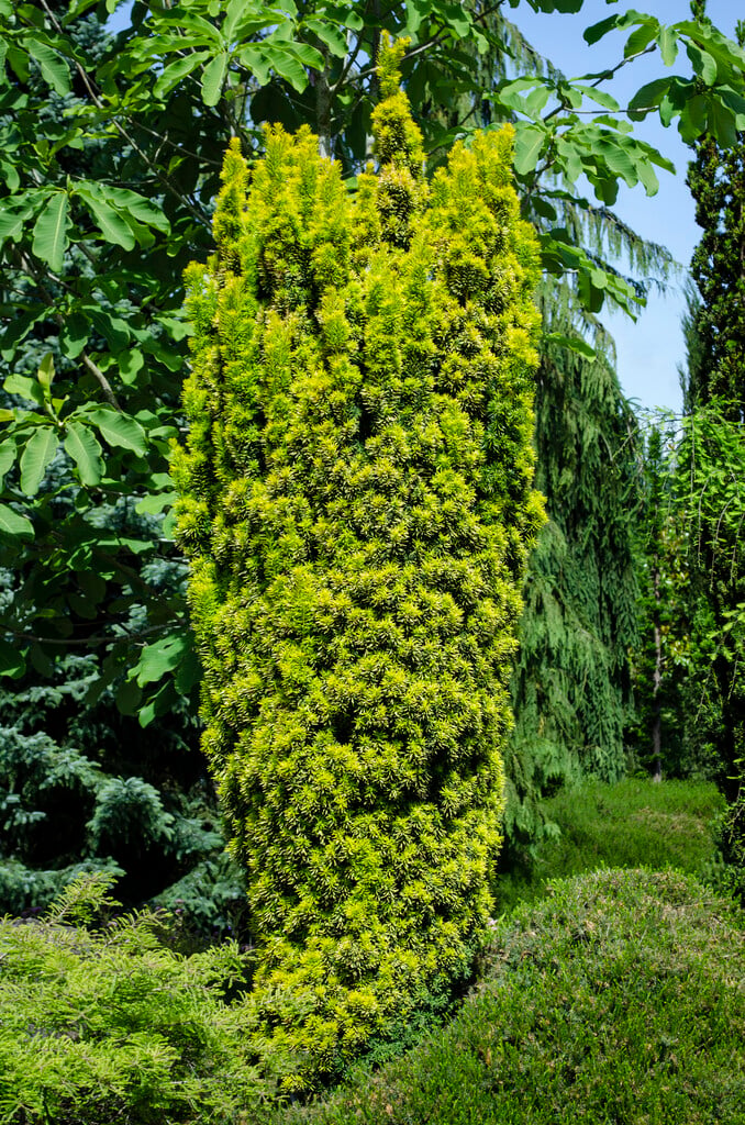 yew 'Standishii'