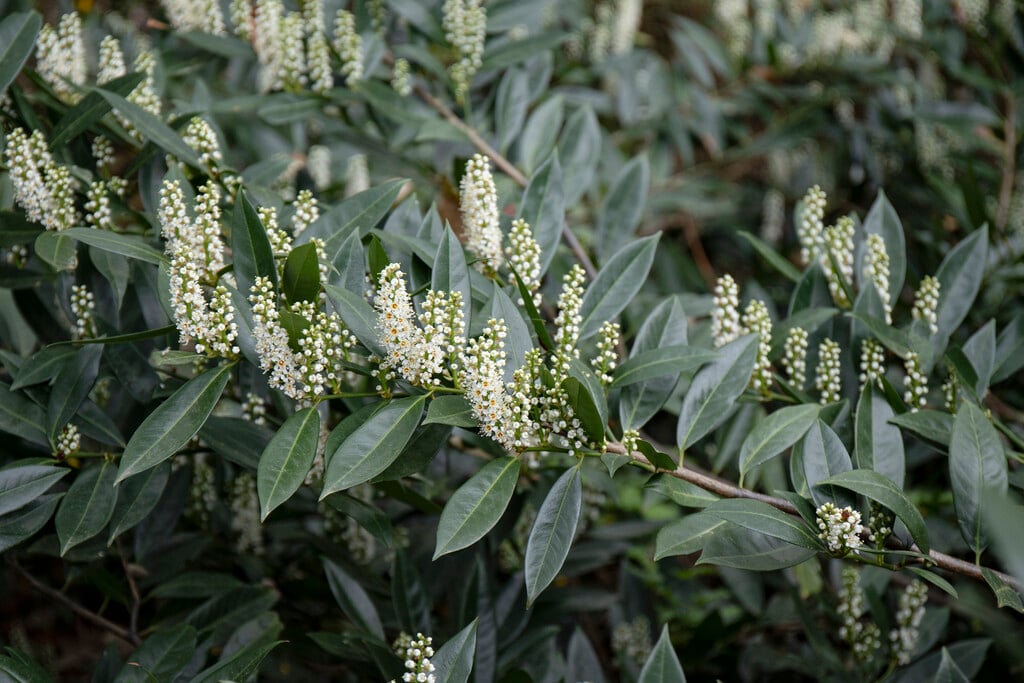 cherry laurel 'Otto Luyken'
