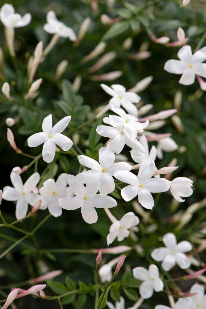 many-flowered jasmine